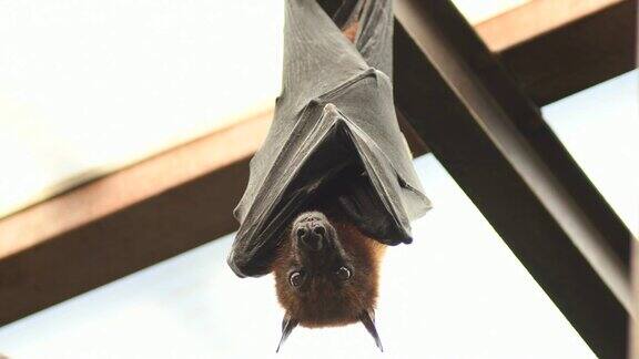 蝙蝠印度飞狐挂在屋顶上-翼龙