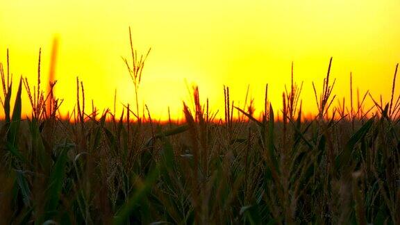 夕阳下的玉米秸秆