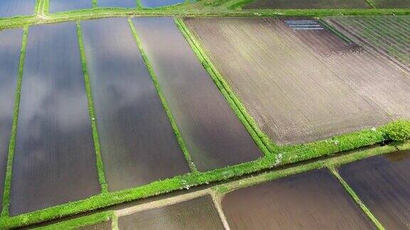 鸟瞰日本乡村风光水稻种植季节