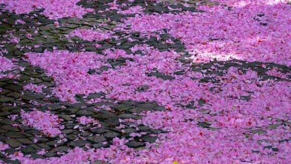 日本樱花粉红色的樱花花瓣覆盖地面的视角