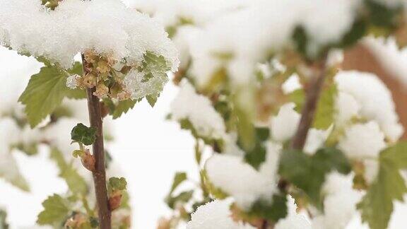 4月份下雪白雪覆盖了开花的果树