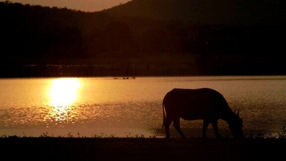 泰国水牛在日落吃草