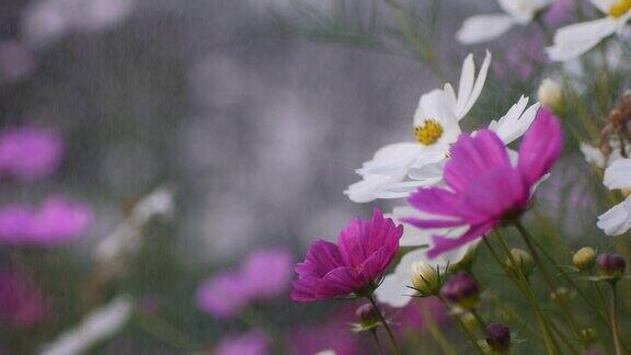 雨中的花