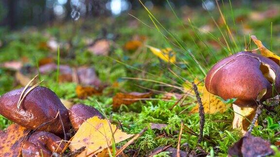 森林里的食用蘑菇用滑块拍摄