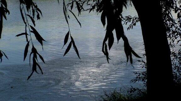 河边有棵柳树