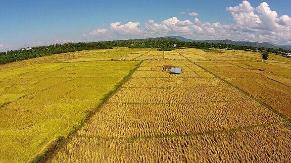 航拍农民在稻田里收割稻谷