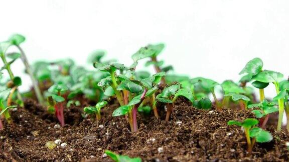 生长在肥沃土壤中的豆芽