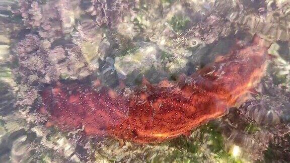 波光粼粼水面下的红色海参