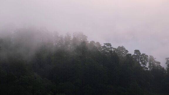 在雾天绿色雨林山脉的景观视图