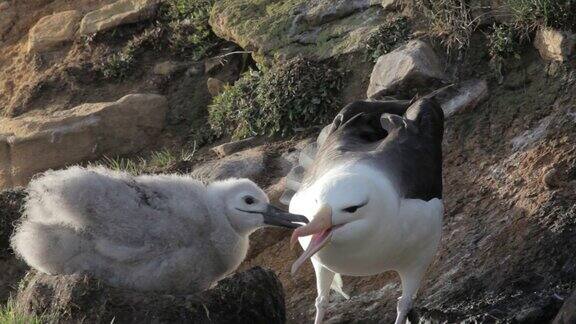 福克兰群岛成年信天翁喂养的白眉信天翁幼鸟