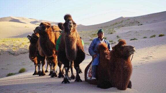 日落时分一名男子在戈壁沙漠中带领双峰驼商队