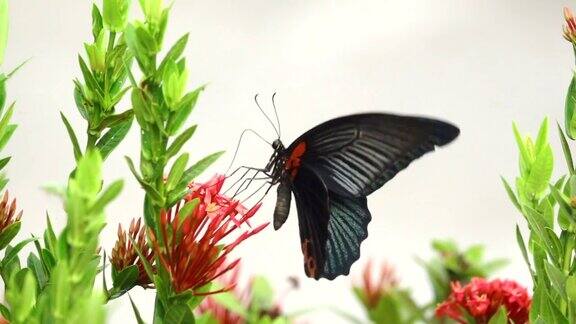 蝴蝶飞在一朵花上的慢动作