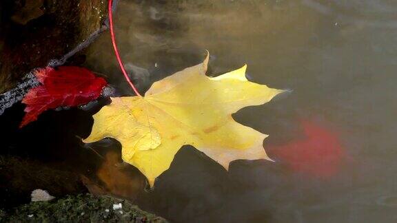 黄叶漂浮在河面上