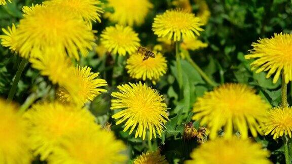 蜜蜂在黄花上采蜜