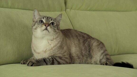 泰国品种的猫躺在沙发上看着周围的库存录像