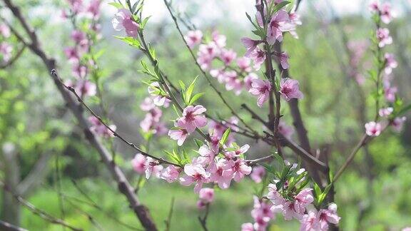 春天桃花在枝上开花果园里开花的树木