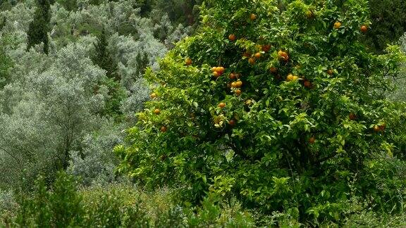 大自然中的橘子树
