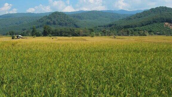 蓝天下的稻田和群山