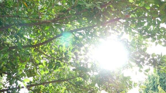 阳光透过树叶和树木