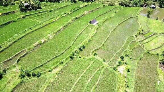 无人机鸟瞰梯田印度尼西亚巴厘岛