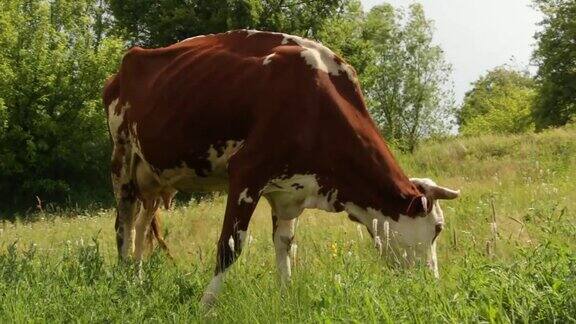 一头牛安静地在草地上吃草