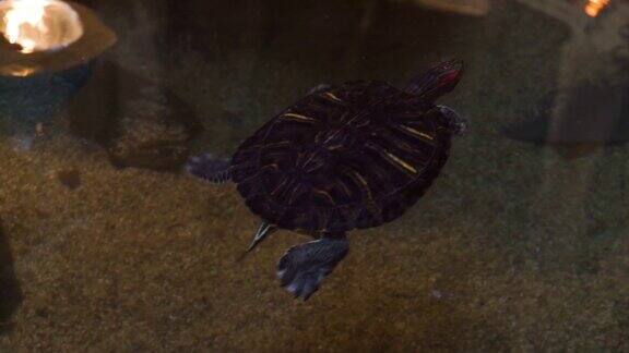 红耳滑龟在水中游泳流行的热带爬行动物物种来自南美洲和墨西哥