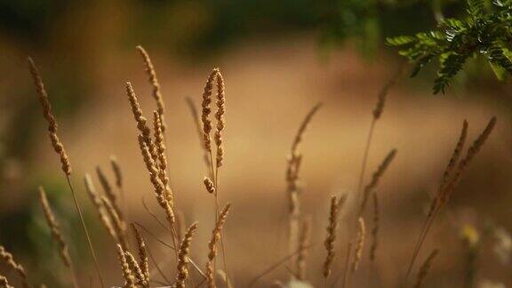 耳朵的小麦