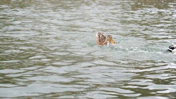 鸭鸟兽在湖水中慢镜头