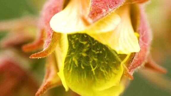 水杨花花蕾内的黄色小雄蕊