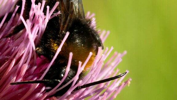 大黄蜂在花蓟上