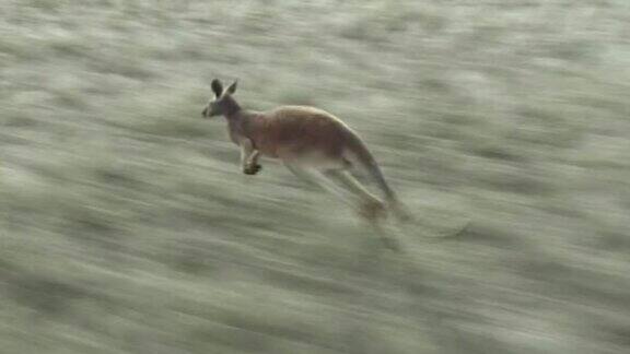 澳大利亚袋鼠在草地里奔跑