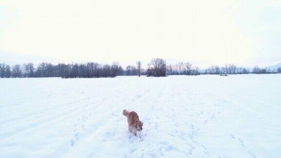 狗在雪地里奔跑跳跃