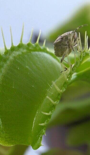 捕蝇草捕到一只垂直的盾虫