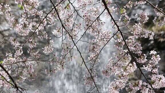 樱花树和瀑布