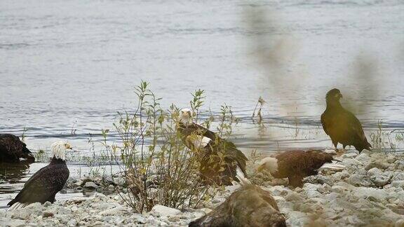 在加拿大不列颠哥伦比亚省的弗雷泽山谷秃鹰(白头Haliaeetusleucocephalus)成功捕捉到鲑鱼后正在吃鱼