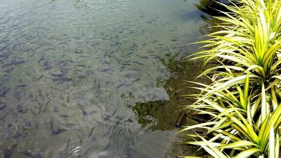 许多鱼在池塘里游到水面去吃食物