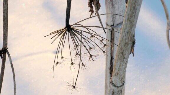 猪草的干树干在冬天