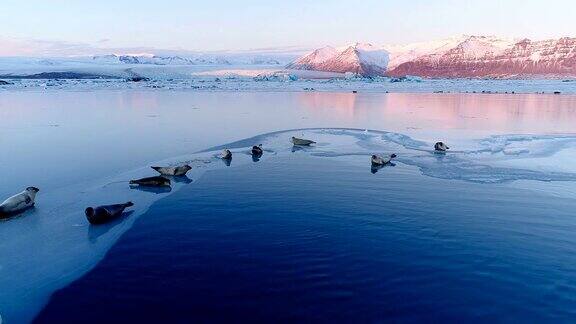 在红色日落下冰岛白色浮冰上的海豹全景我们可以在地平线上看到冰川和天空