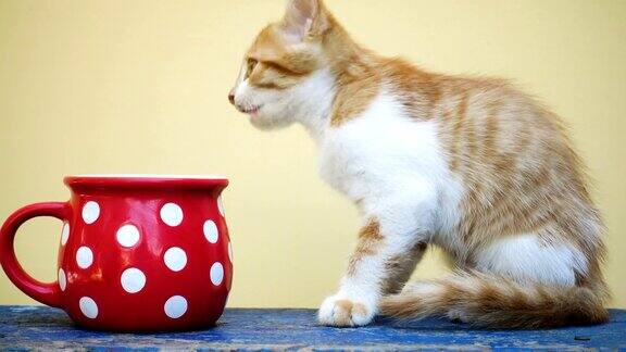小猫正在喝黄色背景上的红色大杯子里的牛奶