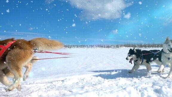 由狗驾驭的哈士奇犬和人一起拉雪橇慢动作视频循环播放