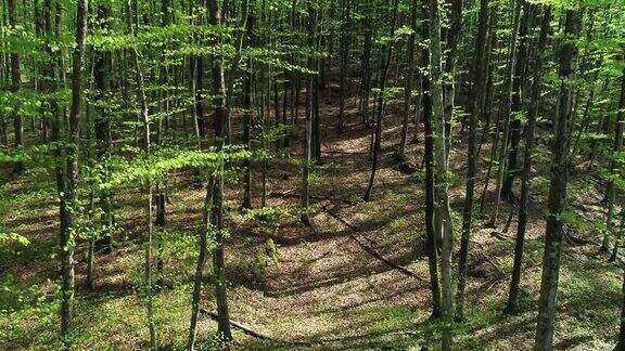 无人机视角下的春天森林