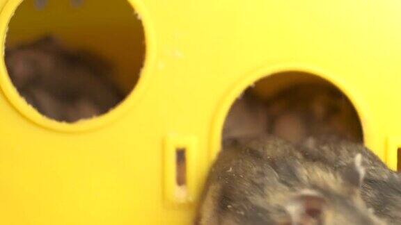 黄色笼子里的灰色小仓鼠