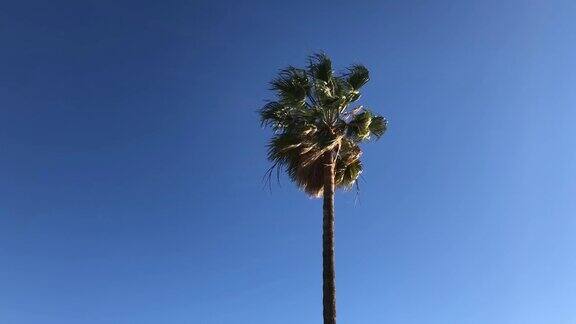 棕榈树在蓝天的背景下狂风大作