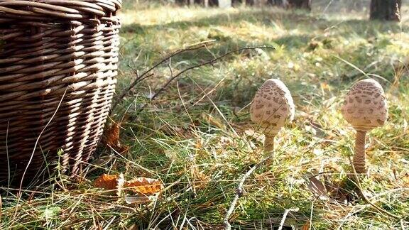 森林里放着阳伞蘑菇的篮子视频