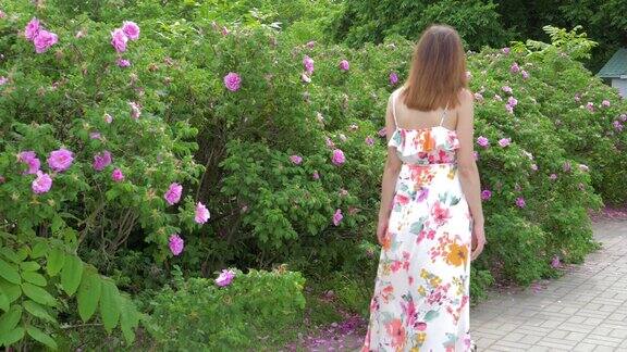 年轻女子走在盛开着美丽的粉红色玫瑰花丛附近