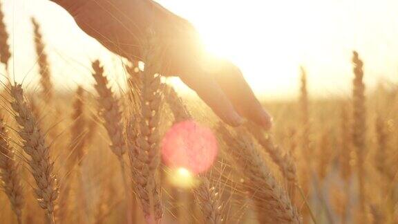 阳光下安抚小麦