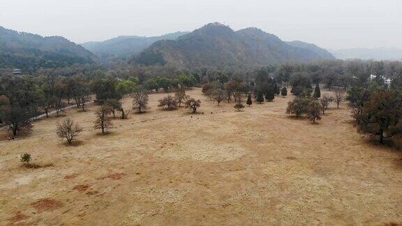 鸟瞰图黄色干燥的草地和黑暗的树与山后面