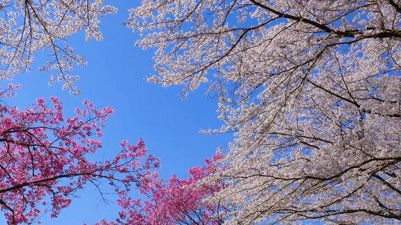 日本的樱花在春天开花