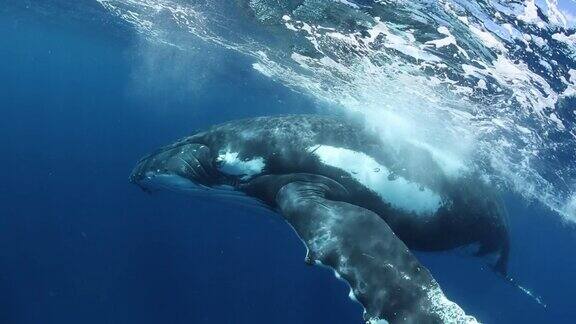 太平洋水下的座头鲸