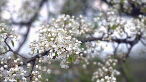 一棵盛开的苹果树的树枝在淡淡的春风中